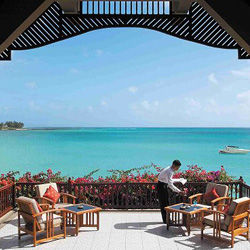 MI_Royal_Palm