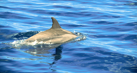 Auf Delfinschau an der Westküste